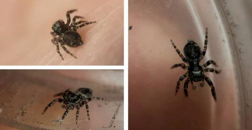 Pseudeuophrys erratica